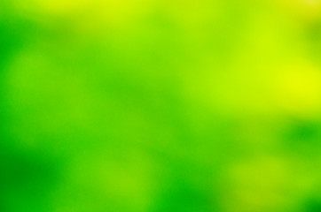 Wall Mural - green bokeh from tree