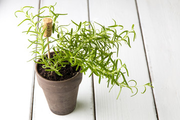 Rosemary plant in  pot with name tag.