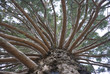 © cherokee4 - Sequoia