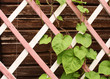 leaves on a wooden lattice