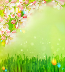 Canvas Print - blossoming apple tree and green grass with light leaks