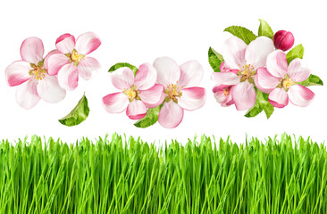 Canvas Print - apple tree blossoms and fresh green grass. spring nature objects