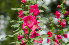 Red Mallow Flowers Blooming In Summer