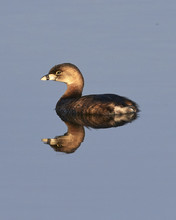 Pied Billed Grebe With Reflection