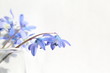 Beautiful blue spring flowers