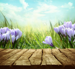 Poster - Spring background