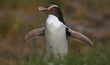Close-up view of a Yellow-eyed penguin (Megadyptes antipodes)