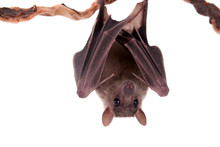 Egyptian Fruit Bat Isolated On White