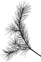 Wall Mural - pine tree black branch isolated illustration