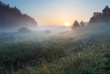 Foggy Morning On Polish Meadow