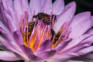 Wall Mural - bee on beautiful lotus