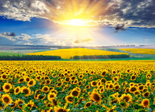 Sunflower Field At The Morning
