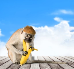 Wall Mural - Monkey. The monkey sits and eats banana. isolated on white