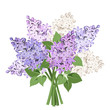 Bouquet of purple and white lilac flowers. Vector illustration.