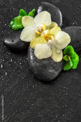 Fototapeta na wymiar Spa concept with orchid flowers and green leaves with water drop
