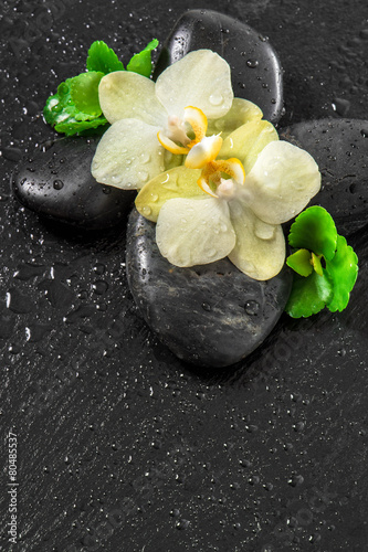 Tapeta ścienna na wymiar Spa concept with orchid flowers and green leaves with water drop