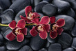 beautiful gorgeous red branch orchid on wet back stones background