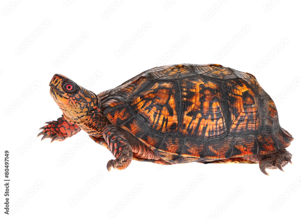 Box Turtle Stock Photo | Adobe Stock