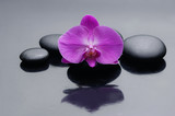 Fototapeta Panele - pink orchid on zen stones