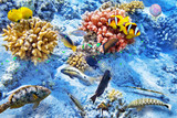 Fototapeta Do akwarium - Underwater world with corals and tropical fish.