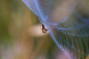 Wall Mural - Spider sitting on web