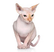 Sphynx hairless cat