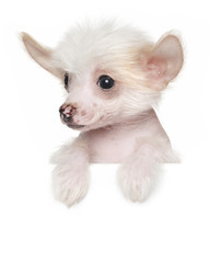 Sticker - Chinese crested puppy above banner