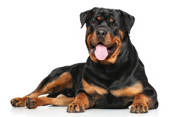 Wall Mural - Rottweiler lying on white background