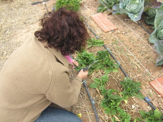 Wall Mural - woman harvesting spinach