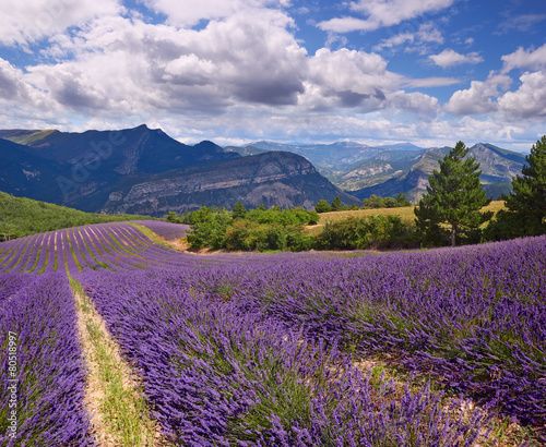 Naklejka na drzwi lavender field Summer landscape