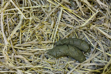 Animal Feces On Dry Grass Floor