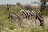Fototapeta  - Zebra with baby
