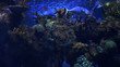 Blaue Unterwasserwelt mit exotischen Fischen und Korallen