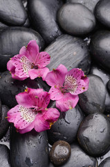 Wall Mural - three pink orchid on wet pebbles