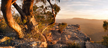 Australian Bush Landscape Panorama With Old Gum Tree In The Grampians