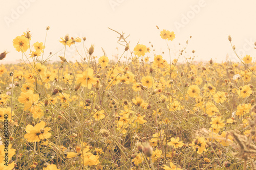 Fototapeta na wymiar yellow flower field meadow vintage retro