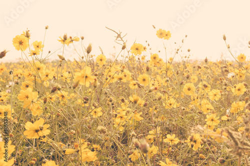 Naklejka nad blat kuchenny yellow flower field meadow vintage retro