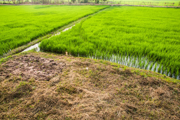 paddy rice in field,Thailand