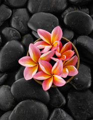 Wall Mural - Plumeria flowers in bowl on black stones background