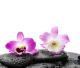 Fototapeta Desenie - two orchid on wet zen stones