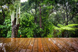Wooden Boards and Forest