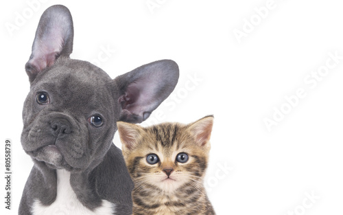 Naklejka na szafę Junge Katze mit Welpe