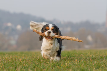 Poster - Spielender Cavalier King Charles Spaniel Hund