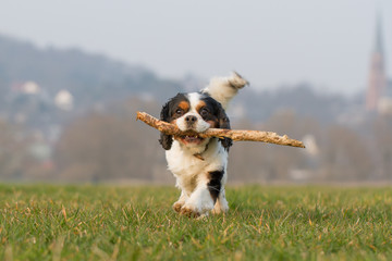 Wall Mural - Spielender Cavalier King Charles Spaniel Hund