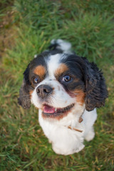 Poster - Cavalier King Charles Hund schaut hoch in die Kamera