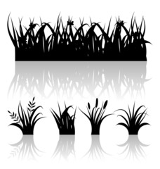 Set silhouette of grass with reflection isolated on white backgr