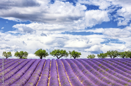 Plakat na zamówienie View of lavender field