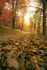Naklejka słońce las park natura jesień