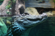 The Head Of A Crocodile Over Water