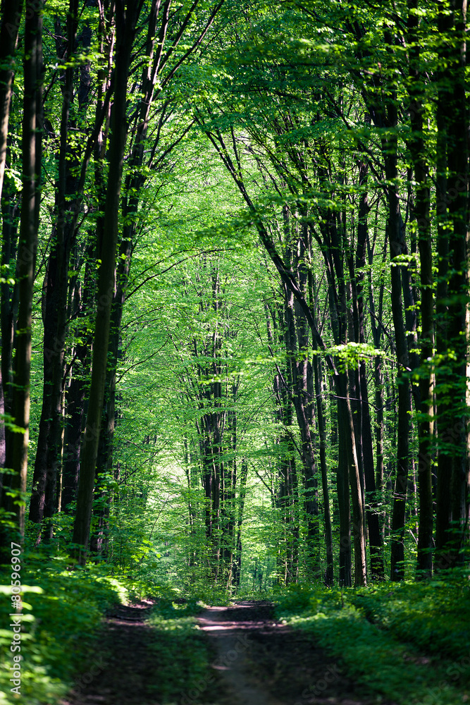 beautiful green forest - obrazy, fototapety, plakaty 